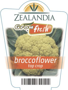 Broccoflower Top Crop