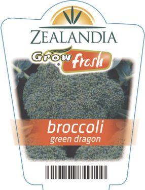 Broccoli Green Dragon