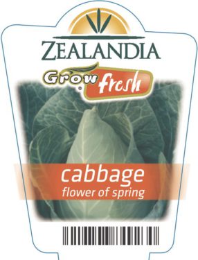 Cabbage Flower Of Spring