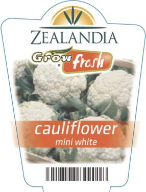 Cauliflower Mini White