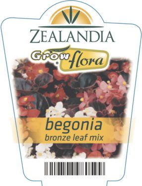 Begonia Bronze Leaf Mix