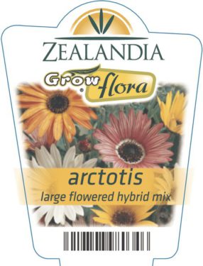 Arctotis Large Flowered Hybrid Mix