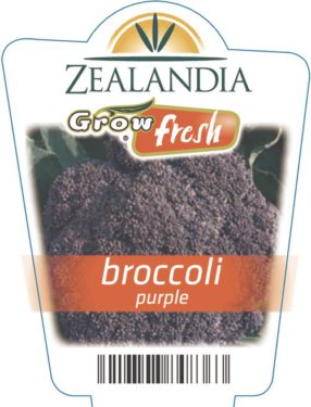 Broccoli Purple