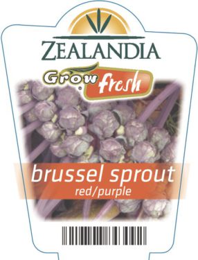 Brussel Sprout Red/purple
